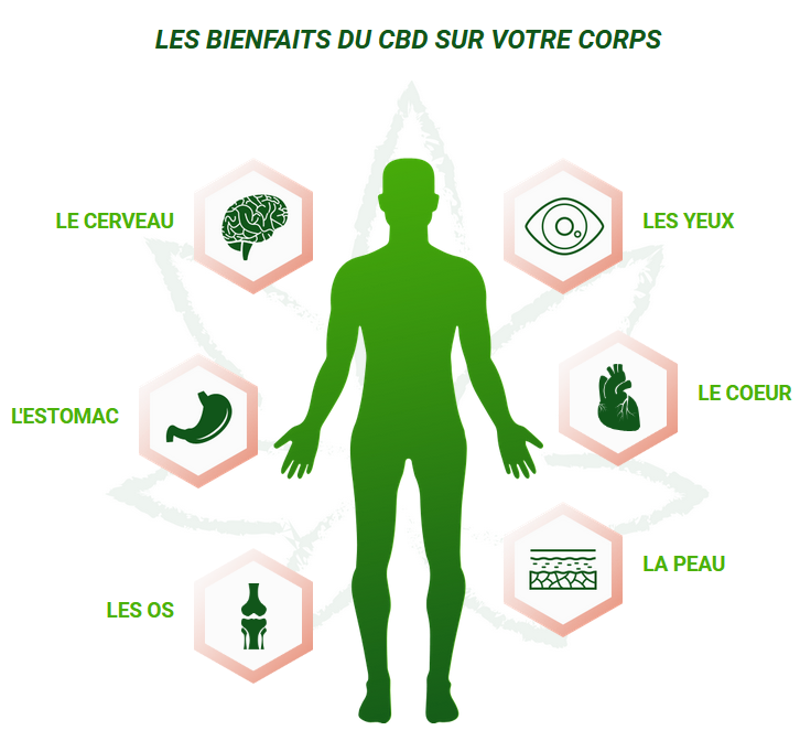 Bienfaits de l'huile de CBD : D2couvrez notre gamme CBD sur la boutique Loup'Thentique